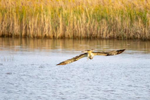 ミサゴ(139)の写真