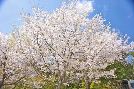 桜 桜の写真