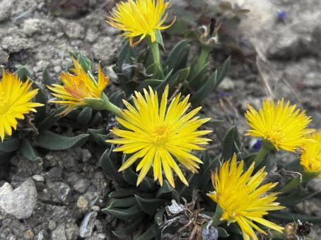 ベルゲランサス ベルゲランサス 花,かわいい,綺麗の写真素材