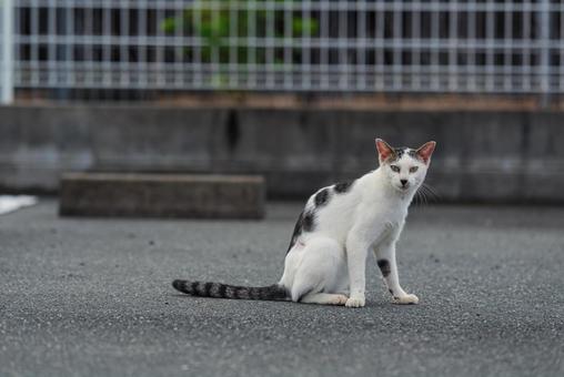 毛繕いが終わってこちらを見つめる牛柄猫 牛柄猫,cawcat,ハチワレ猫の写真素材