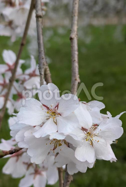 しだれ桜　枝垂れ桜　桜 さくら,サクラ,春の写真素材