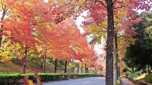 紅葉-1305 紅葉,アメリカ楓,もみじ葉楓の写真素材