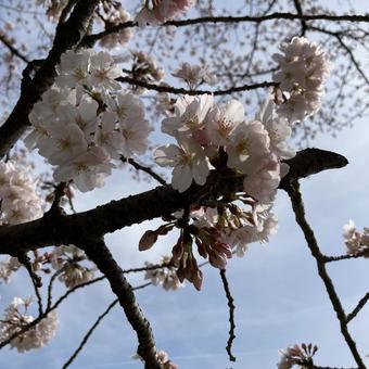 桜 桜の写真