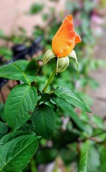 もう咲くよね もう咲くよね 春,花,薔薇の写真素材