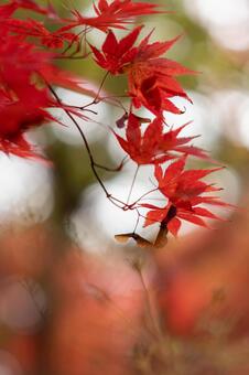 紅葉 紅葉の写真