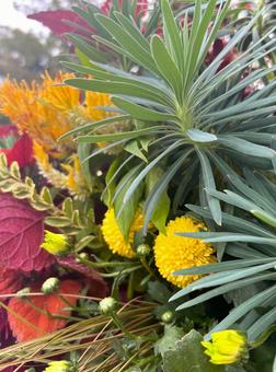 秋のガーデニング 寄せ植え,ガーデニング,花の写真素材