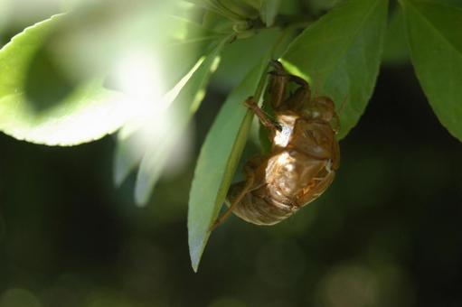Cicada shell, JPG Cicada shell, JPG