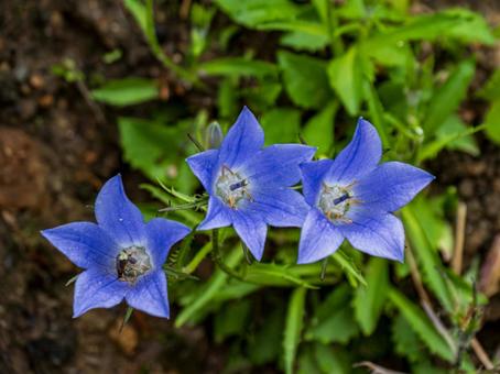 羅臼岳のイワギキョウ 羅臼岳のイワギキョウ 羅臼岳,花,高山植物の写真素材