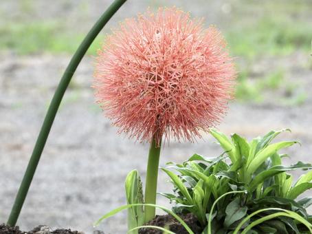 きれいな花 きれいな花 植物,花,川辺の写真素材