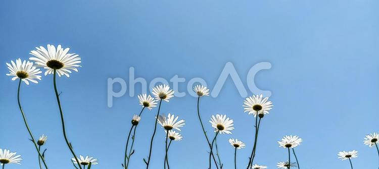 空を仰ぐマーガレットの花 マーガレット,青空,水色の写真素材