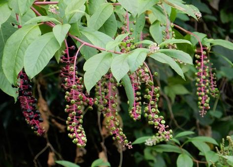 【植物写真】ヨウシュヤマゴボウ 【植物写真】ヨウシュヤマゴボウの写真