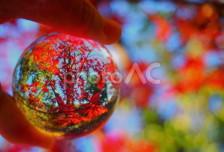 ガラスボールの中の紅葉（イロハモミジ） ガラスボール,イロハモミジ,紅葉の写真素材