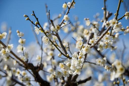 梅林の梅の花 梅林の梅の花の写真