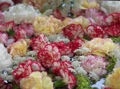花手水のカーネーション 花手水のカーネーションの写真