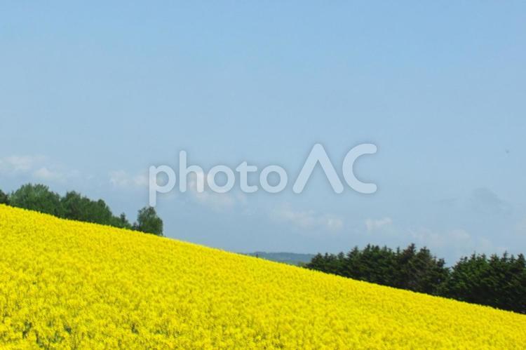 美しい満開の菜の花 菜の花畑,明るい,旅行の写真素材