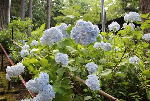Hydrangea 64, JPG Hydrangea 64, JPG