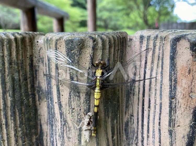 たった今、地球に誕生しました！ トンボ,木,自然の写真素材