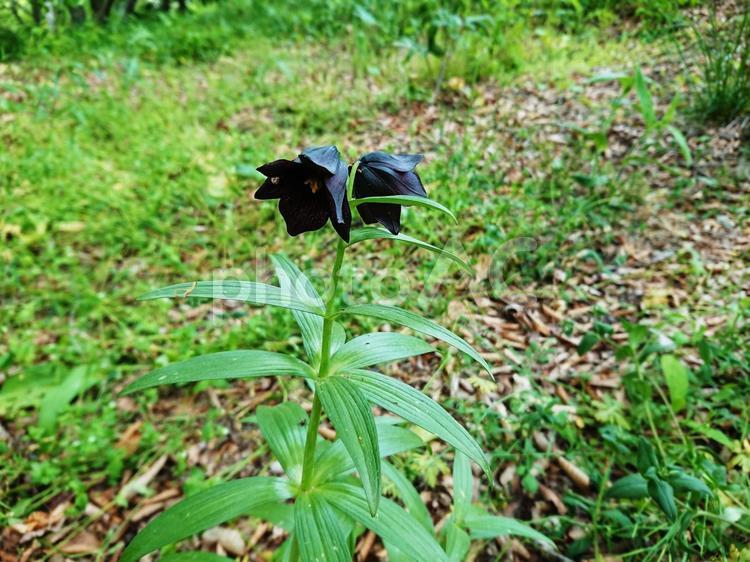 クロユリ／黒百合／エゾクロユリ（花） 花,葉,植物の写真素材
