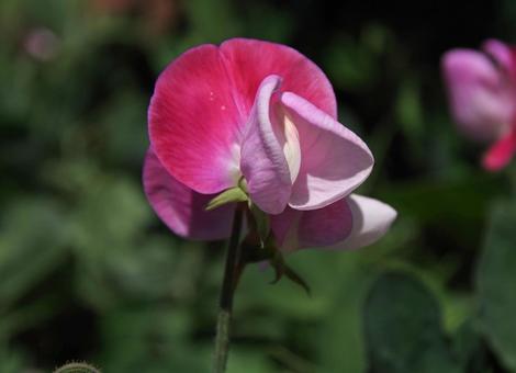 スイート・ピー キューピッド・ ミックス スイート・ピー,キューピッド,ミックスの写真素材