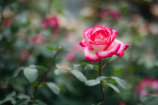 ピンク薔薇 ピンク薔薇の写真