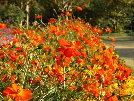 花壇に咲くキバナコスモス・ディアボロ キバナコスモス,秋桜,花の写真素材