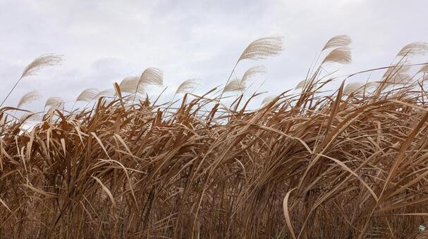 河原のススキ ススキ,河川敷,河原の写真素材