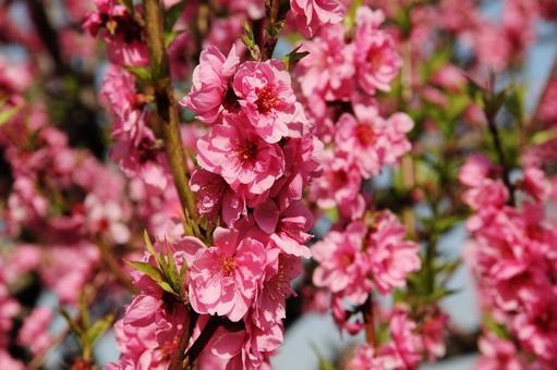 ハナモモ・花桃・Peach ハナモモ・花桃・Peachの写真