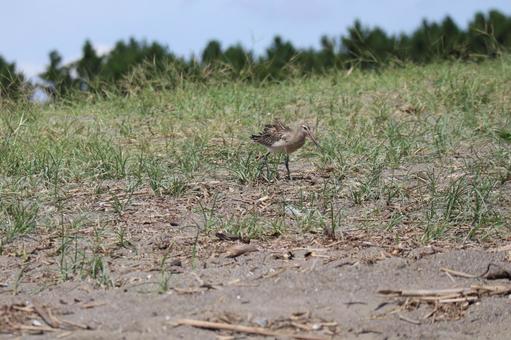 オオソリハシシギの歩く草の生えた砂浜 オオソリハシシギ,歩く,草の写真素材