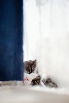 カーテンの隙間から見る猫の写真