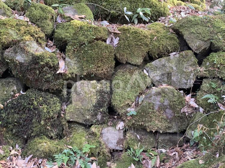 苔生した石垣 石垣,石,苔の写真素材