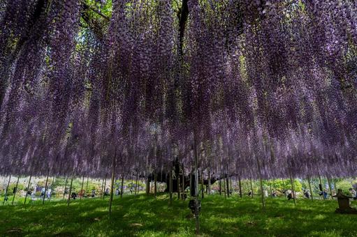 春のあしかがフラワーパーク 春のあしかがフラワーパークの写真