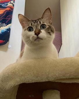 キャットタワーに乗るシャム系猫さん 猫,シャムトラ,かわいいの写真素材