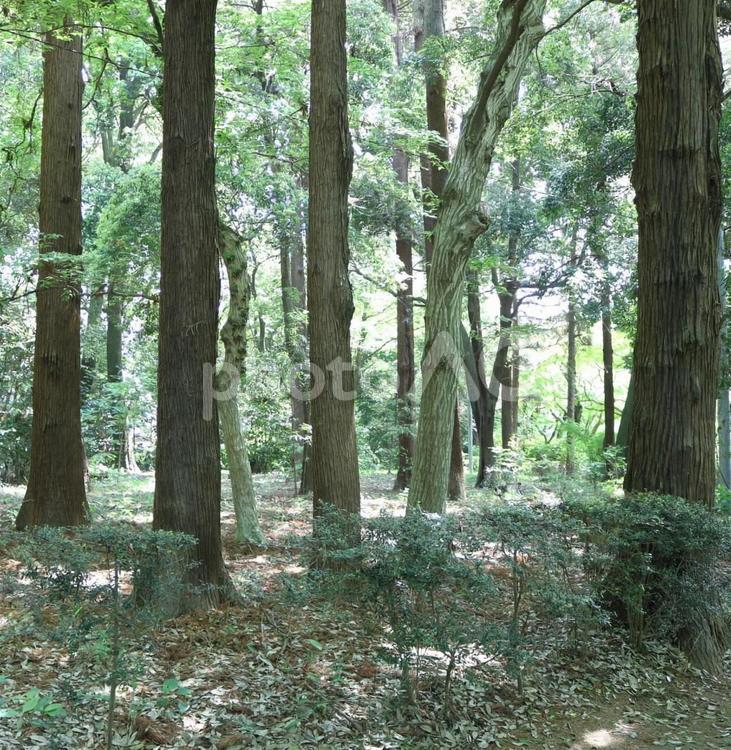 林と木漏れ日2 木,自然,木漏れ日の写真素材