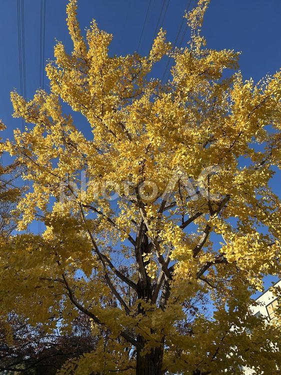紅葉 公園,自然,紅葉の写真素材