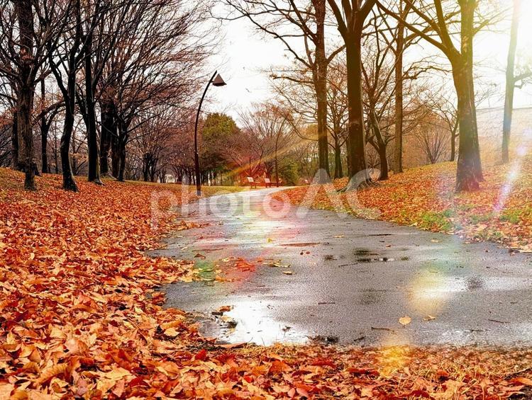 雨上がり　冬枯れの公園濡れた落葉と散歩道 公園,雨上がり,冬の写真素材