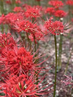 曼珠沙華 曼珠沙華の写真