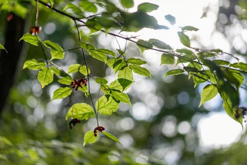 陽光に輝く新緑と小さな赤い実 葉,新緑,緑の写真素材