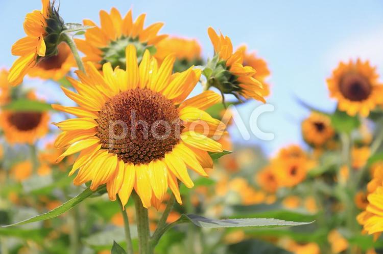 ひまわりと空の夏の背景 ひまわり,夏,花の写真素材