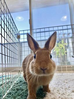 ウサギ可愛いの写真