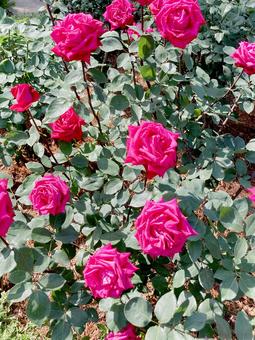 バラ バラ バラ,ローズ,花びらの写真素材