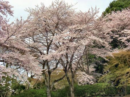 清水公園の桜-8 清水公園の桜-8 清水公園,千葉県野田市,桜の木の写真素材