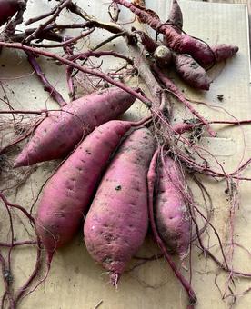 採れたてのサツマイモ 採れたてのサツマイモ サツマイモ,野菜,採れたての写真素材