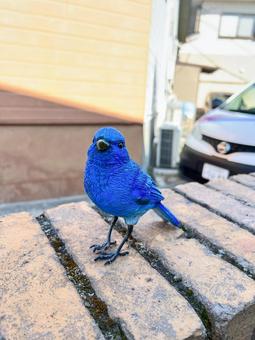 青い鳥 青い鳥 青い鳥,小動物,お着物の写真素材