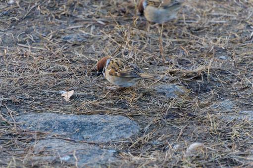 A sparrow searching for food on the bare ground in winter, JPG A sparrow searching for food on the bare ground in winter, JPG
