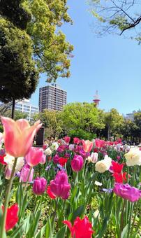 Tulips, JPG