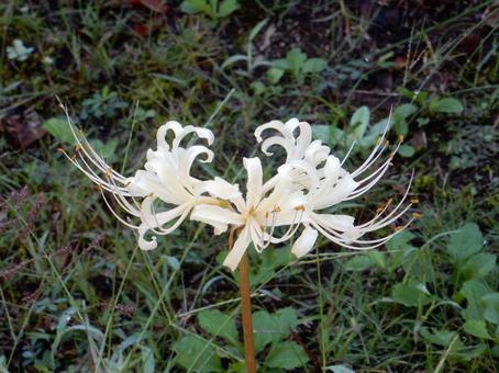 【彼岸花の写真】彼岸花が咲く風景 【彼岸花の写真】彼岸花が咲く風景 彼岸花,ヒガンバナ,白の写真素材