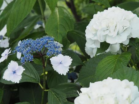 紫陽花 紫陽花の写真