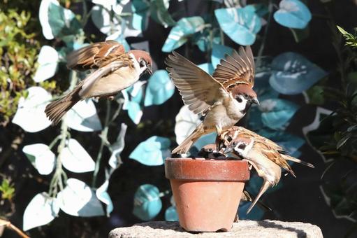 すずめ餌場群れの写真