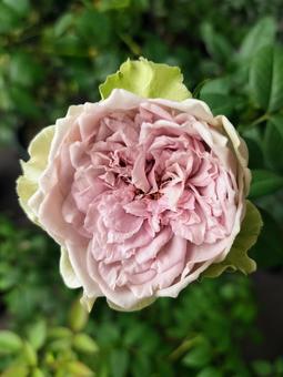 ベランダのバラ・コフレ ベランダのバラ・コフレ 薔薇,バラ,コフレの写真素材