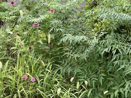 道端の花と草 花,草,ピンクの写真素材